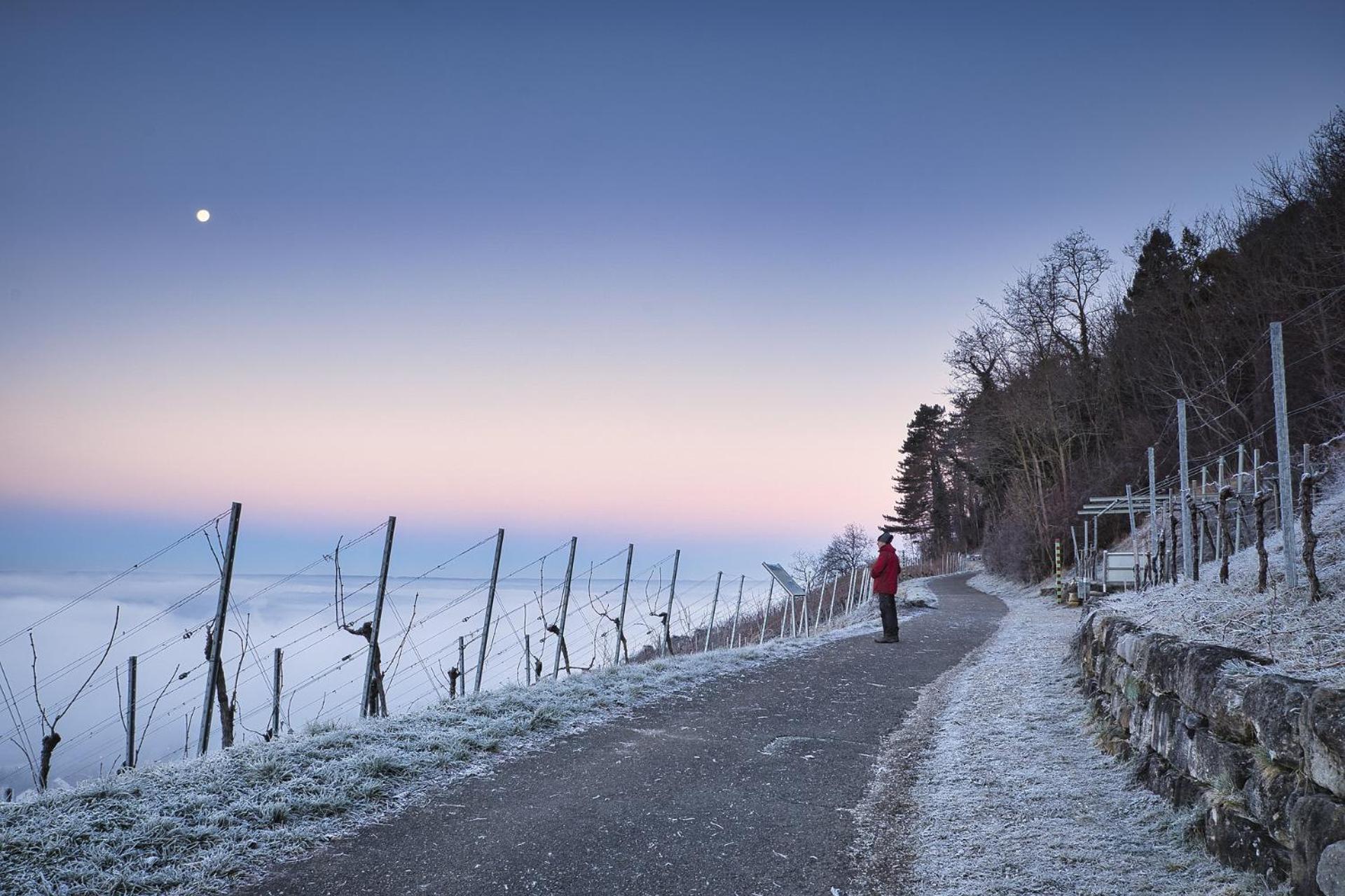 Gasthaus Zur Rebe Mehring  Bagian luar foto